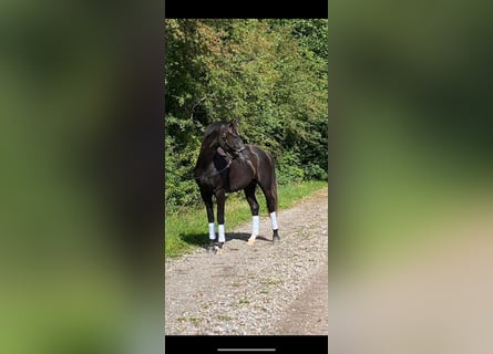 Schwedisches Warmblut, Wallach, 3 Jahre, 168 cm, Dunkelbrauner