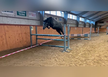 Schwedisches Warmblut, Wallach, 3 Jahre, 168 cm, Schimmel