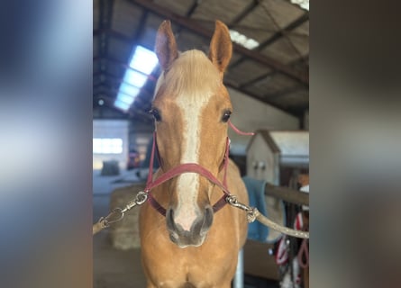 Schwedisches Warmblut, Wallach, 4 Jahre, 166 cm, Palomino