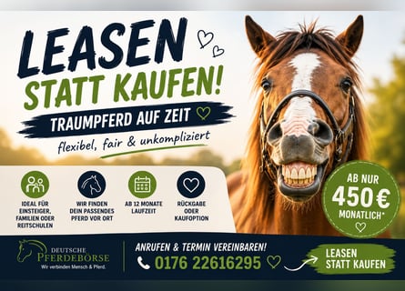 Schwedisches Warmblut Mix, Wallach, 5 Jahre, 160 cm, Dunkelbrauner