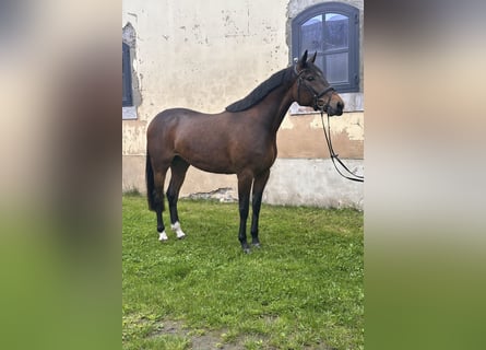 Schwedisches Warmblut Mix, Wallach, 5 Jahre, 162 cm, Brauner