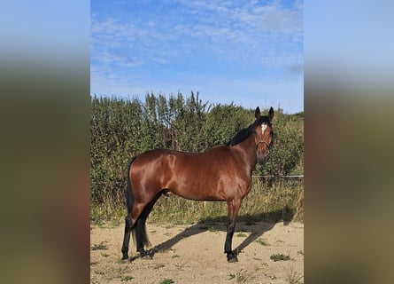 Schwedisches Warmblut Mix, Wallach, 5 Jahre, 164 cm, Brauner