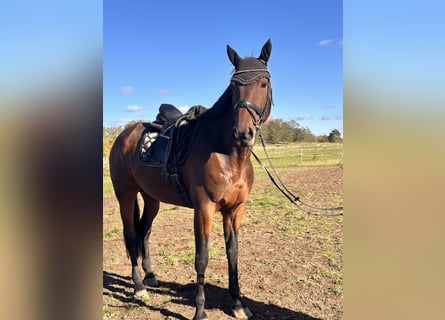 Schwedisches Warmblut Mix, Wallach, 7 Jahre, 167 cm, Brauner