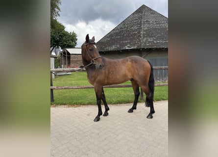 Schwedisches Warmblut, Wallach, 8 Jahre, 160 cm