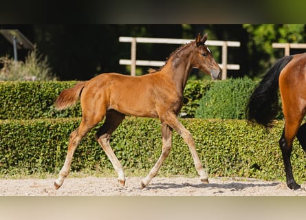 Schwedisches Warmblut, Wallach, Fohlen (05/2026), Fuchs