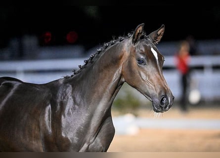 Schweizer Warmblut, Hengst, 2 Jahre, Dunkelbrauner