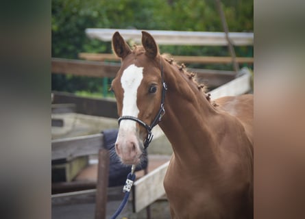 Schweizer Warmblut, Hengst, Fohlen (04/2024), Fuchs