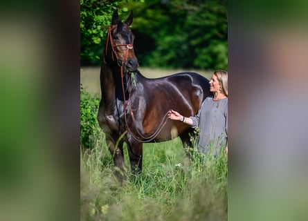 Schweizer Warmblut, Stute, 11 Jahre, 167 cm, Dunkelbrauner
