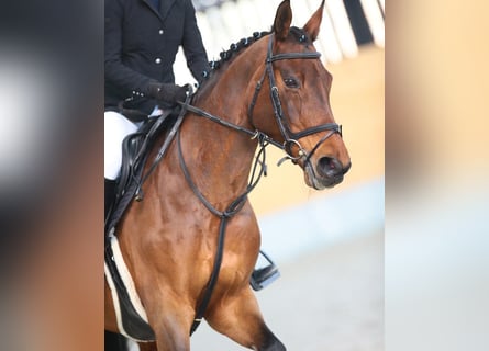 Schweizer Warmblut, Stute, 13 Jahre, 165 cm, Brauner