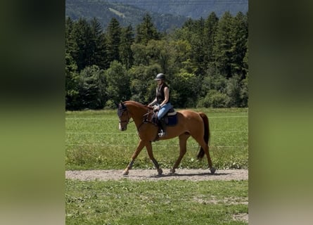 Schweizer Warmblut, Stute, 13 Jahre, 166 cm, Fuchs