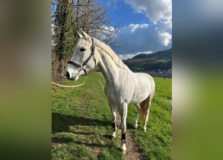 Schweizer Warmblut, Stute, 14 Jahre, 160 cm, Fliegenschimmel