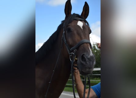 Schweizer Warmblut, Stute, 14 Jahre, 178 cm, Brauner