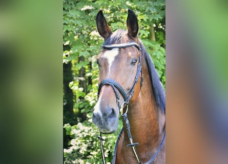 Schweizer Warmblut, Stute, 14 Jahre, 180 cm, Brauner