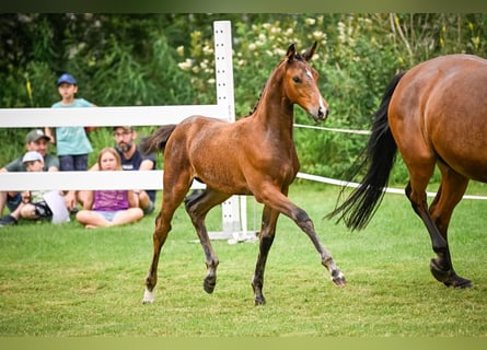 Schweizer Warmblut, Stute, 1 Jahr, 172 cm, Brauner