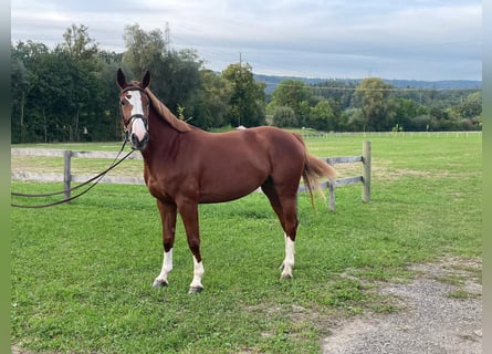 Schweizer Warmblut, Stute, 4 Jahre, 165 cm, Fuchs