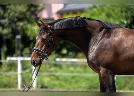 Schweizer Warmblut Mix, Stute, 5 Jahre, 161 cm, Dunkelbrauner