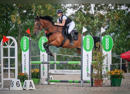 Schweizer Warmblut, Stute, 6 Jahre, 165 cm, Brauner