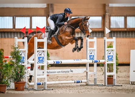 Schweizer Warmblut, Stute, 7 Jahre, 163 cm, Brauner