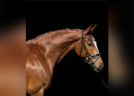 Schweizer Warmblut, Stute, 7 Jahre, 166 cm, Fuchs