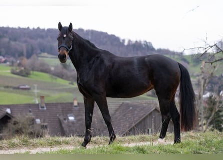 Schweizer Warmblut, Stute, 7 Jahre, 170 cm, Brauner