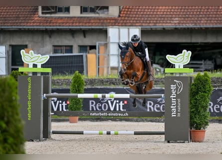 Schweizer Warmblut, Stute, 8 Jahre, 162 cm, Brauner
