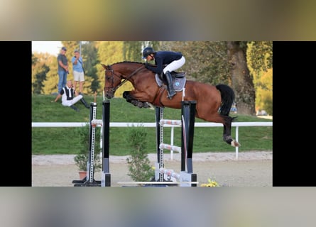 Schweizer Warmblut, Wallach, 10 Jahre, 168 cm