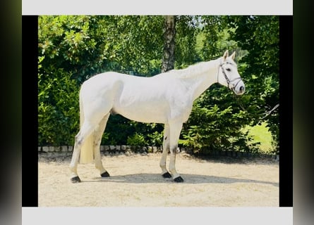 Schweizer Warmblut, Wallach, 10 Jahre, 170 cm, Schimmel