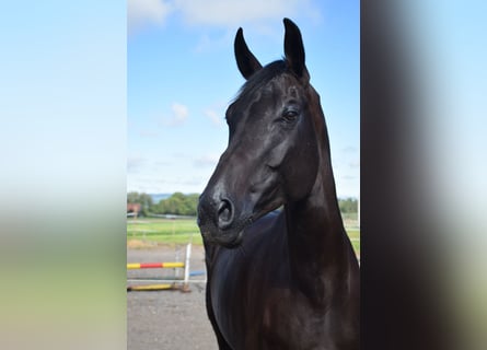 Schweizer Warmblut, Wallach, 10 Jahre, 175 cm, Rappe