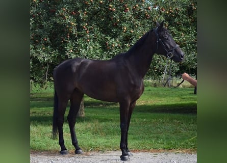 Schweizer Warmblut Mix, Wallach, 11 Jahre, 175 cm, Rappe