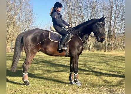 Schweizer Warmblut, Wallach, 11 Jahre, 176 cm, Schwarzbrauner