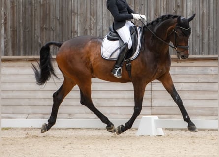 Schweizer Warmblut, Wallach, 11 Jahre, 178 cm, Brauner