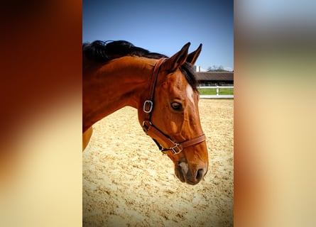 Schweizer Warmblut, Wallach, 15 Jahre, 165 cm, Brauner