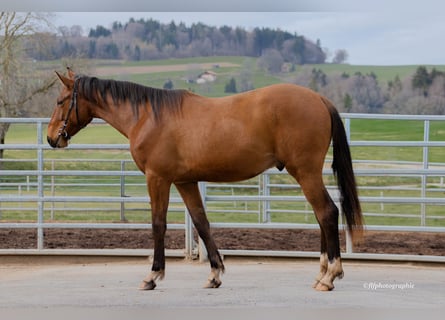 Schweizer Warmblut, Wallach, 2 Jahre, 160 cm, Brauner