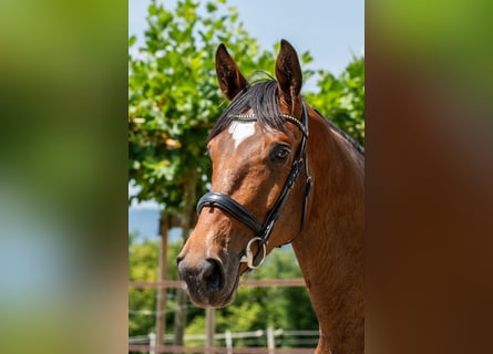 Schweizer Warmblut, Wallach, 3 Jahre, 170 cm, Brauner