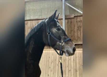 Schweizer Warmblut, Wallach, 3 Jahre, 170 cm, Schimmel