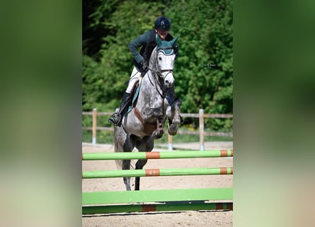 Schweizer Warmblut, Wallach, 4 Jahre, 168 cm, Schimmel