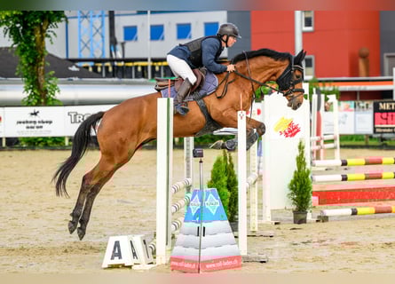 Schweizer Warmblut, Wallach, 5 Jahre, 164 cm, Brauner