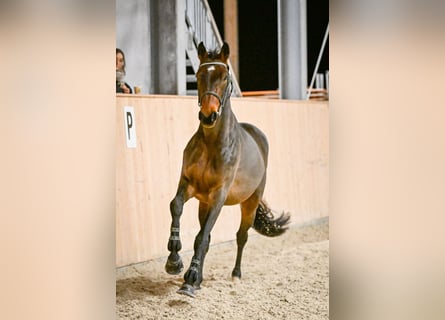 Schweizer Warmblut, Wallach, 5 Jahre, 165 cm, Dunkelbrauner