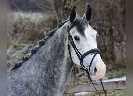 Schweizer Warmblut, Wallach, 5 Jahre, 165 cm, Schimmel