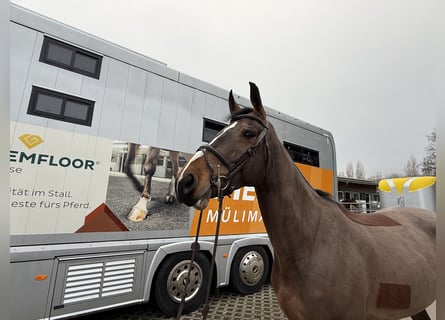 Schweizer Warmblut, Wallach, 6 Jahre, 169 cm