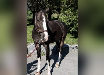 Schweizer Warmblut, Wallach, 7 Jahre, 165 cm, Dunkelbrauner