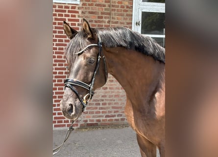 Schweizer Warmblut, Wallach, 7 Jahre, 169 cm