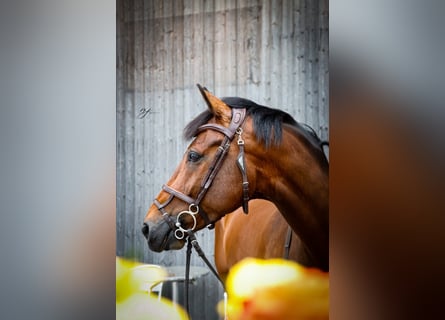 Schweizer Warmblut, Wallach, 8 Jahre, 172 cm, Brauner