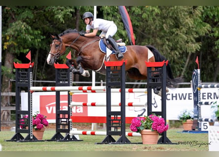 Schweizer Warmblut, Wallach, 8 Jahre, 172 cm, Brauner