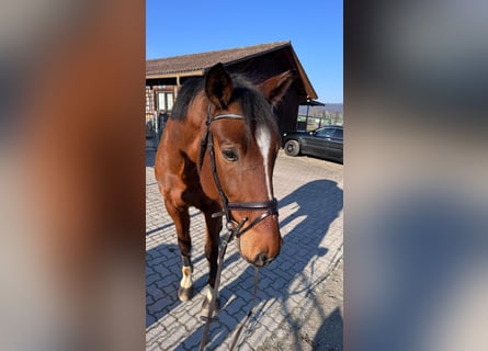 Schweizer Warmblut, Wallach, 9 Jahre, 175 cm, Brauner