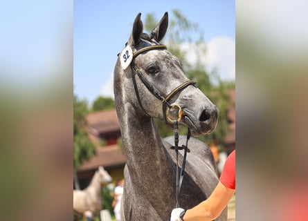 Schweizer Warmblut, Stute, 3 Jahre, 164 cm, Schimmel