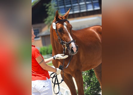 Schweizer Warmblut, Stute, 3 Jahre, 169 cm, Fuchs