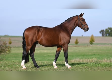 Schweres Warmblut, Hengst, 2 Jahre, Brauner