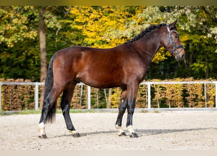 Schweres Warmblut, Hengst, 2 Jahre, Dunkelbrauner