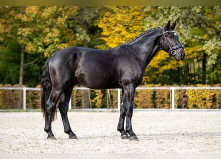 Schweres Warmblut, Hengst, 2 Jahre, Rappe